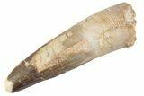 Fossil Spinosaurus Tooth - Feeding Worn Tooth #368060-1
